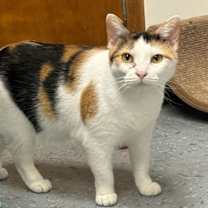 Thumbnail photo of Calie #2