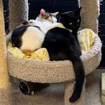 Thumbnail photo of Calie #3