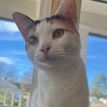 Thumbnail photo of Calie #4