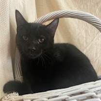 Thumbnail photo of Mort #1