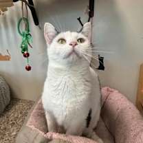 Thumbnail photo of Ludo (Cat Cafe) #1