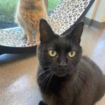 Thumbnail photo of Felix (Cat Cafe) #3