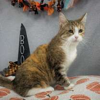 Thumbnail photo of Cookie 1574-25 #1