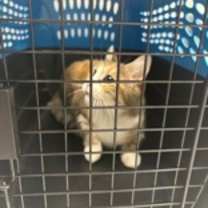 Thumbnail photo of Cookie 1574-25 #2