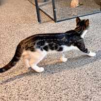 Thumbnail photo of Peter Picasso #3