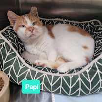 Thumbnail photo of Papi #2