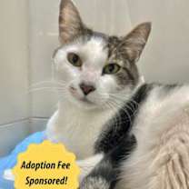 Thumbnail photo of Baby Boy (in foster) #1