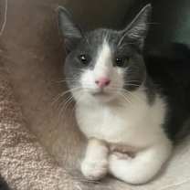 Thumbnail photo of Simba #1