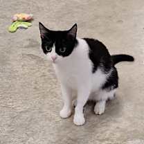 Thumbnail photo of Fern #1