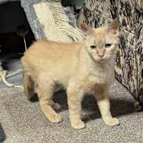 Thumbnail photo of Agnes #2