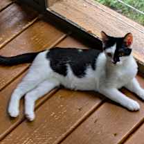 Thumbnail photo of Cricket #2