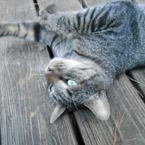 Thumbnail photo of Scruffy #1