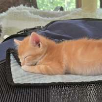 Thumbnail photo of Gadget #4