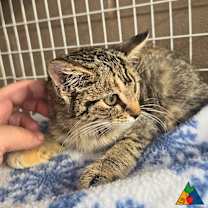 Thumbnail photo of Midge #2