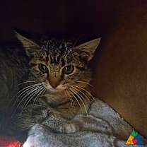 Thumbnail photo of Midge #3