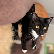 Thumbnail photo of Bali 813-25 #1