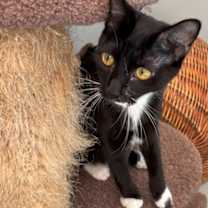 Thumbnail photo of Bali 813-25 #3