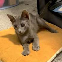 Thumbnail photo of Gizmo #2