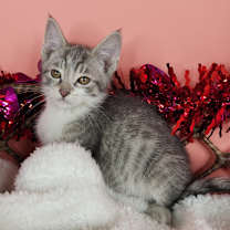 adopt-pet