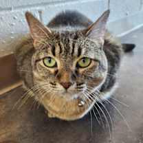 Thumbnail photo of Clarabelle #1