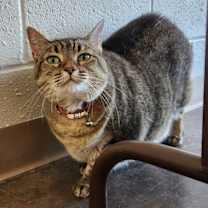 Thumbnail photo of Clarabelle #3