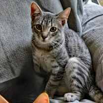 Thumbnail photo of Greenlee #1