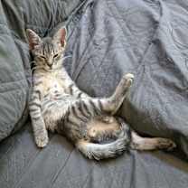 Thumbnail photo of Greenlee #2