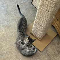 Thumbnail photo of Greenlee #3