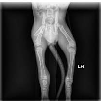 Thumbnail photo of Greenlee #4