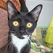 Thumbnail photo of Bali 813-25 #2