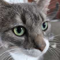 Thumbnail photo of Nic The Greek (Nicco) #3