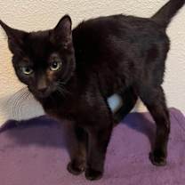 Thumbnail photo of Brickle #3