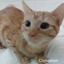 Thumbnail photo of Cinnamon and Cesar (Bonded Pair) #2