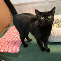 Thumbnail photo of Pearl #2