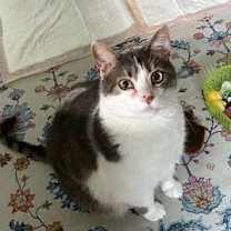 Thumbnail photo of Buttons #1