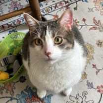 Thumbnail photo of Buttons #2