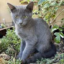 Thumbnail photo of Hazel & Smokey Bonded Pair (Courtesy Post) #4