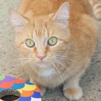 Thumbnail photo of Autumn #2