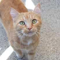 Thumbnail photo of Autumn #3