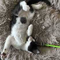 Thumbnail photo of Cow #3