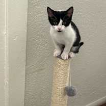 Thumbnail photo of Cow #4