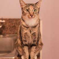 Thumbnail photo of Olive #1