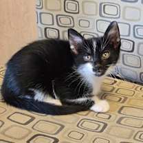 Thumbnail photo of Knee #2