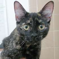 Thumbnail photo of Cinnamon #1