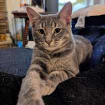 Thumbnail photo of Chesney #1