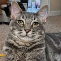 Thumbnail photo of Chesney #2