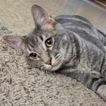 Thumbnail photo of Chesney #3