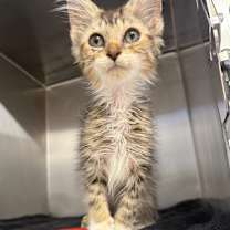 Thumbnail photo of Jilly #3