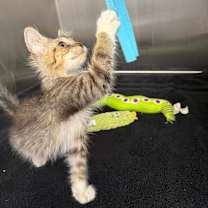 Thumbnail photo of Jilly #4