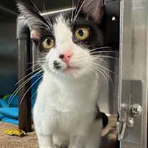 Thumbnail photo of Mobile #3